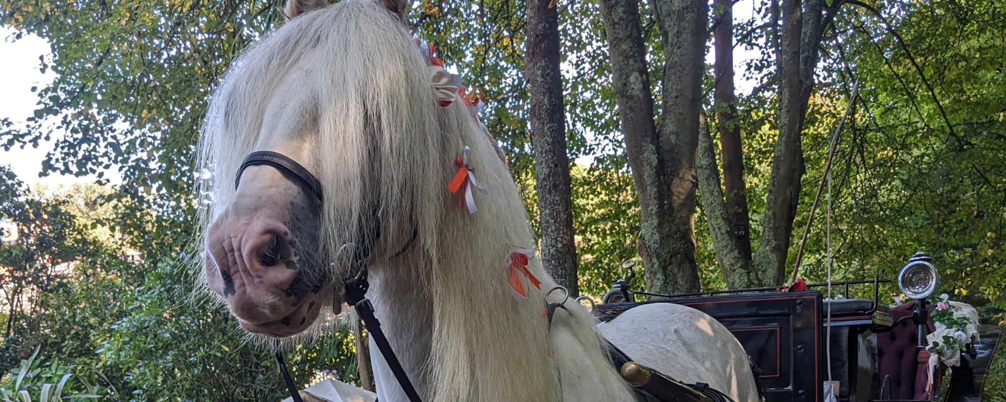 SARK CARRIAGE RIDES